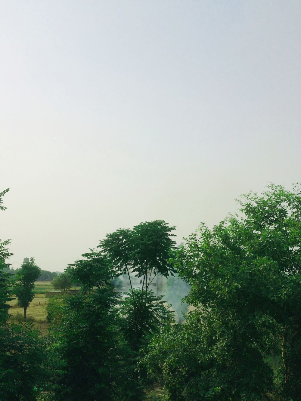 Serene landscape of lush green trees with a subtle hint of smoke under a clear sky in rural India.
