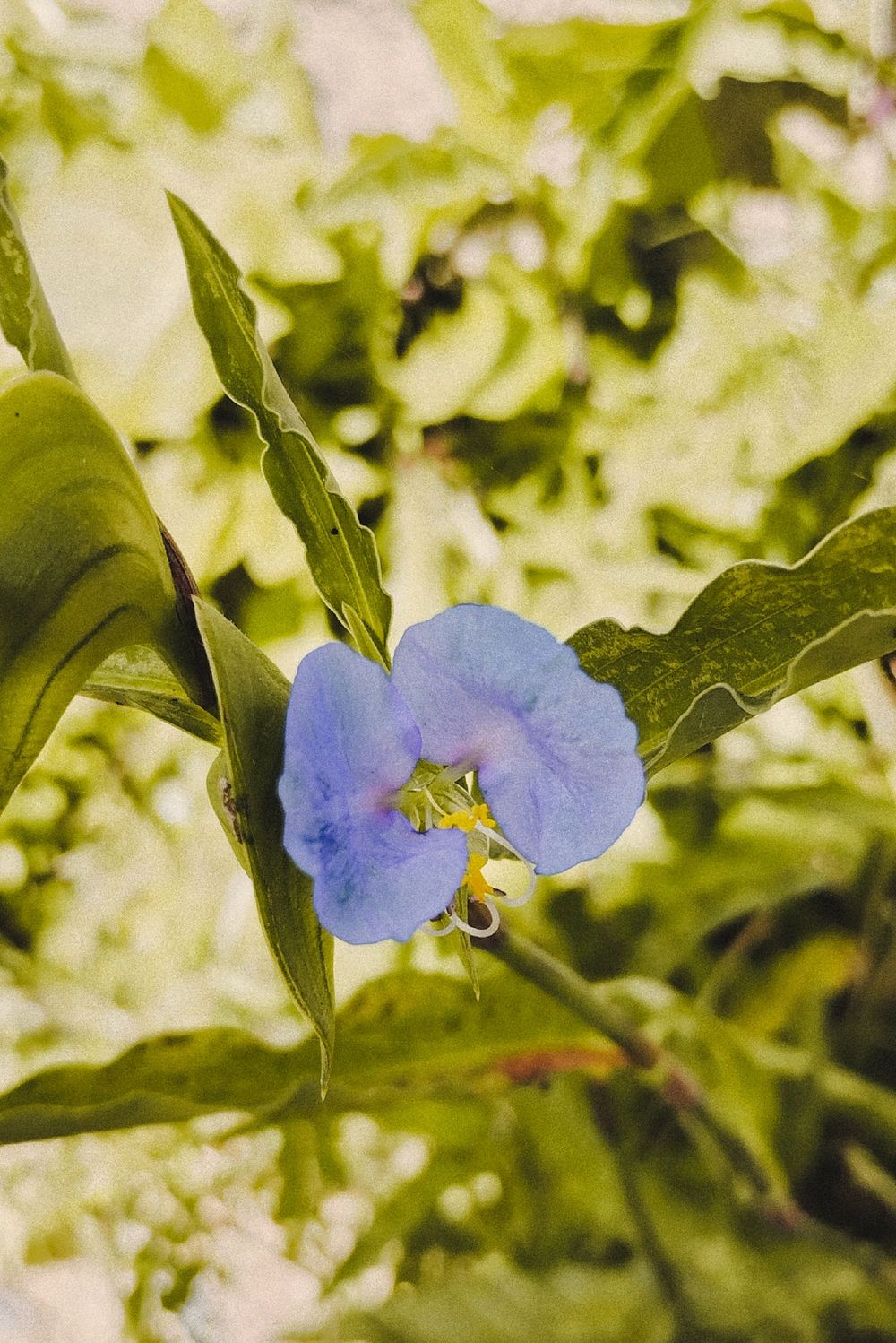 Captivating close-up of a vibrant blue flower with lush green leaves, showcasing Brazil's natural beauty.