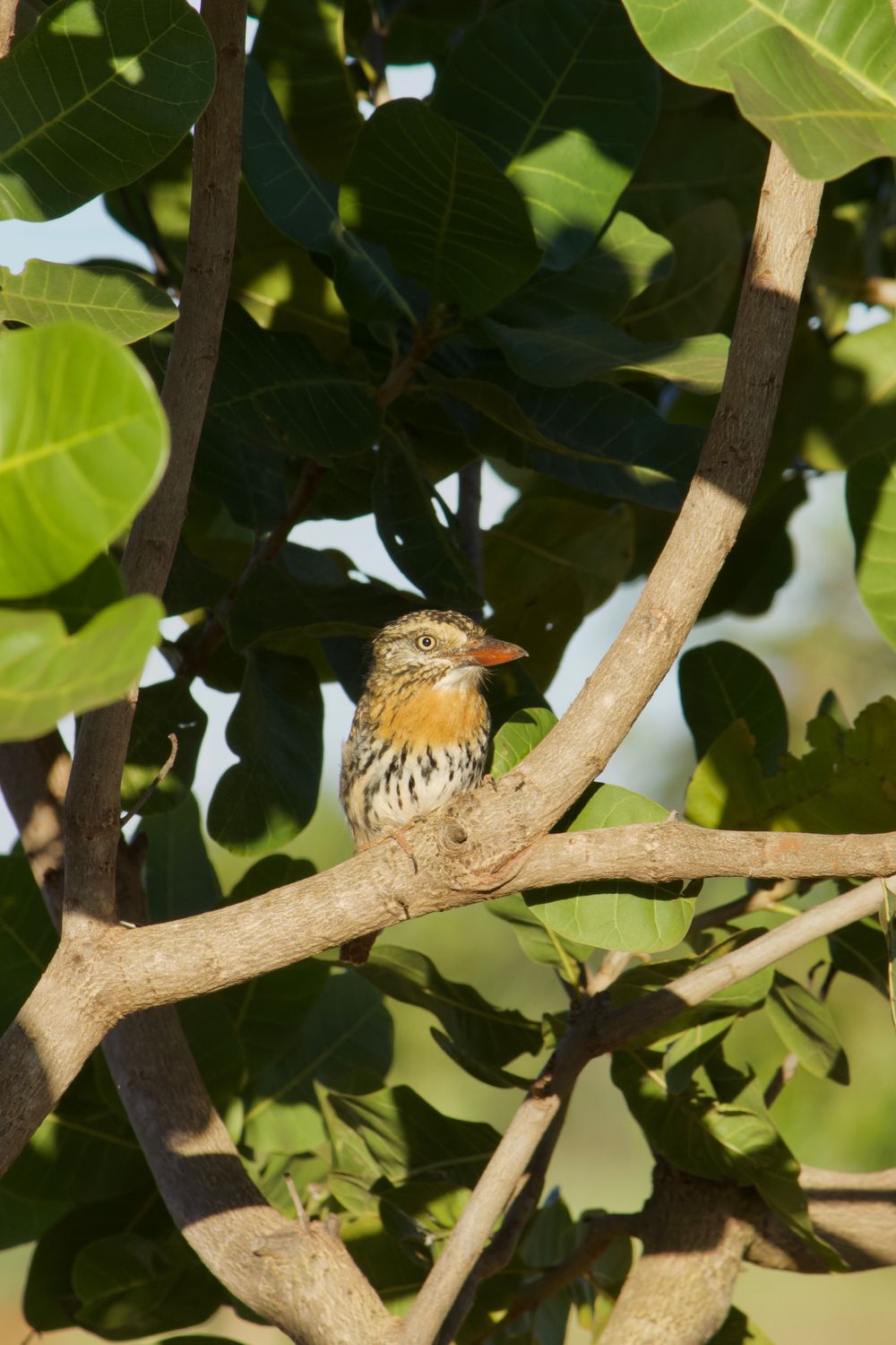 A caatinga puffbird sits on a tree branch in Brazil, showcasing exotic avian wildlife.