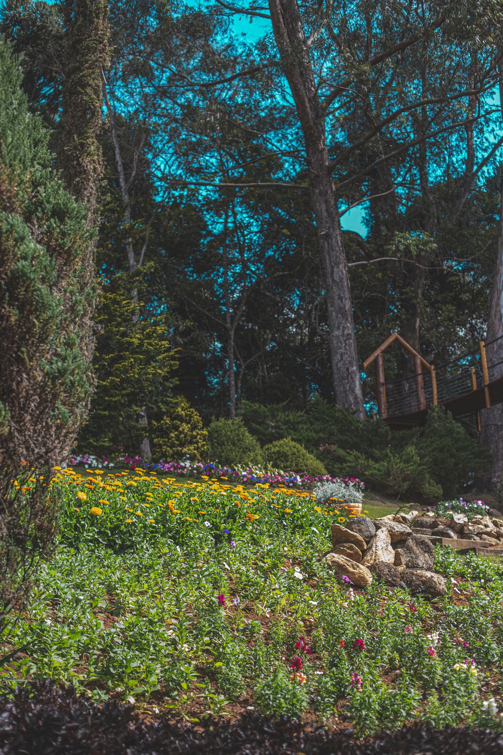 Bright flowers and lush greenery in a scenic garden setting in Campos do Jordão, Brazil.
